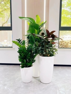 宁波慈溪花卉租摆，实惠到家，打造独特花卉景观！